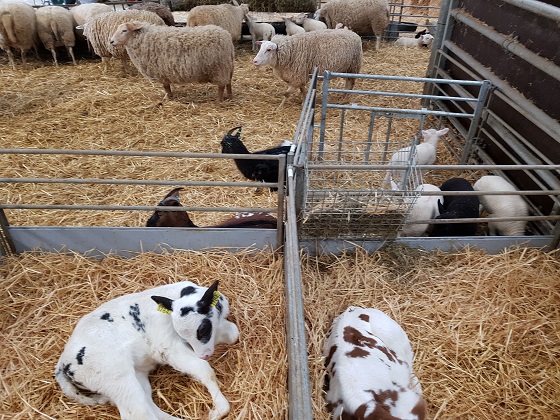 Boederij Zorgvrij - budget uitjes Haarlem e.o.