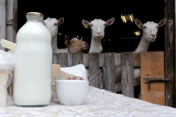 De voordelen van geitenmelk
